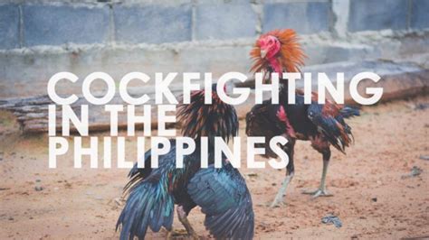 'Sabong' Is the Philippines's Billion Dollar Cockfighting Industry.